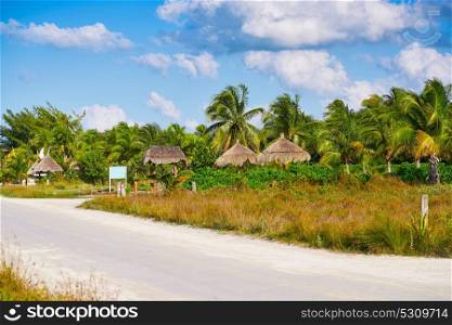 Holbox island tropical palm tree and huts palapas in Mexico