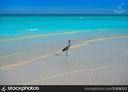 Holbox Island turquoise beach in Quintana Roo of Mexico