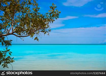 Holbox tropical Island mangroove beach in Quintana Roo of Mexico