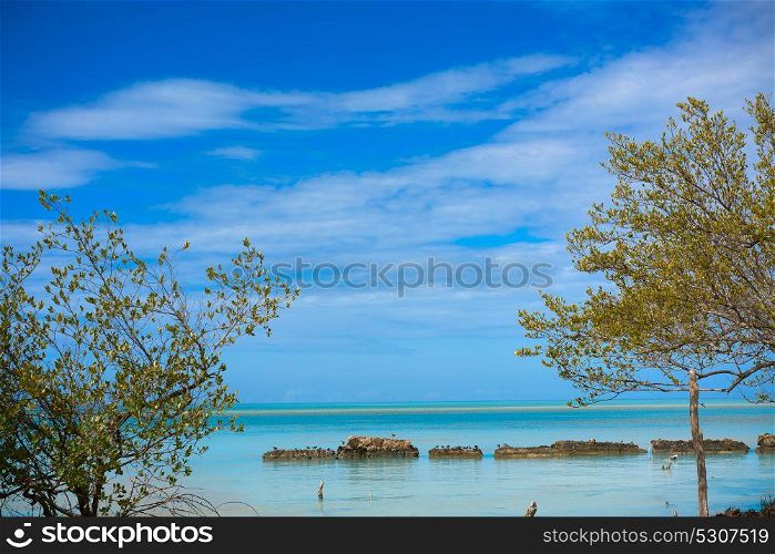 Holbox tropical Island mangroove in Quintana Roo of Mexico