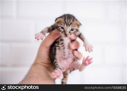 holding 1 week old baby kitten in the hand on white background