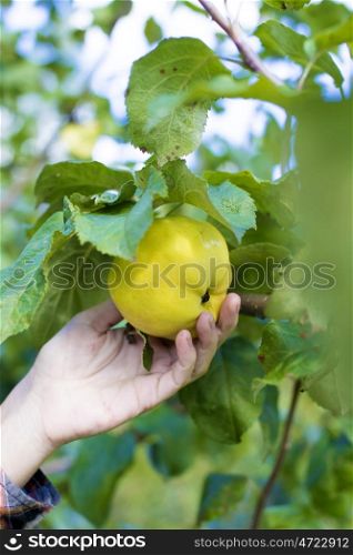 Holding a Freshly Picked, Green Apple in an Orchard&#xA;