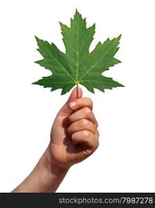 Holding a leaf as a symbol of growth and development with the hand of a child lifting a green maple leaf as a metaphor for learning discovery and imagination isolated on a white background.