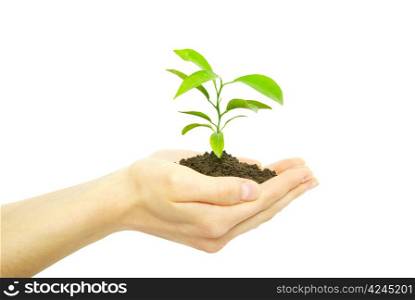 holding a plant between hands on white