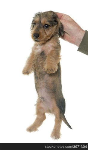 holding puppy Wire haired dachshund in front of white background