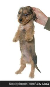 holding puppy Wire haired dachshund in front of white background