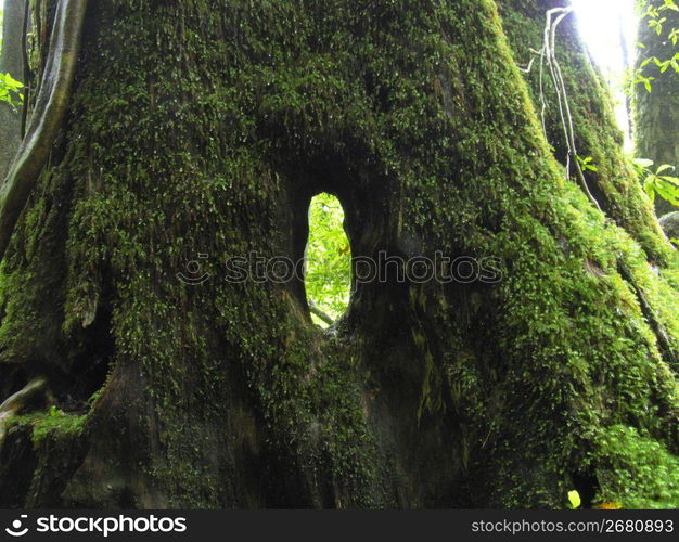 Hole that opens to tree