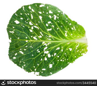 Holey cabbage leaf