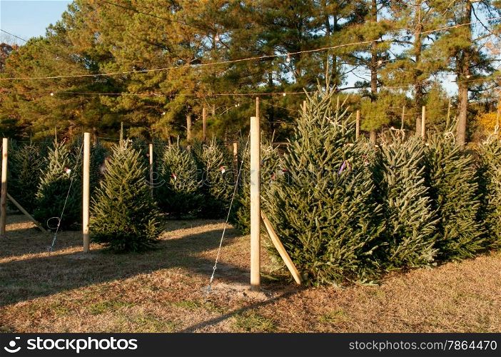 Holiday Christmas trees being sold on a lot