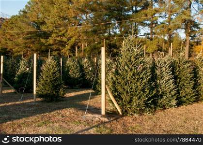 Holiday Christmas trees being sold on a lot