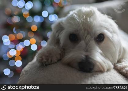 Holiday Maltese dog and Christmas lights
