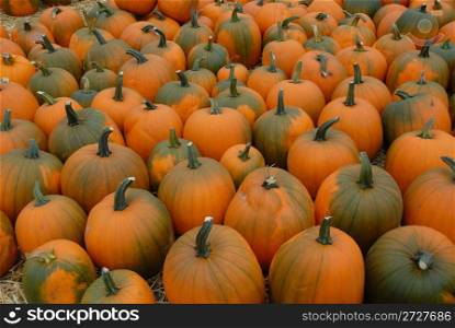 Holiday pumpkins spread out for sale