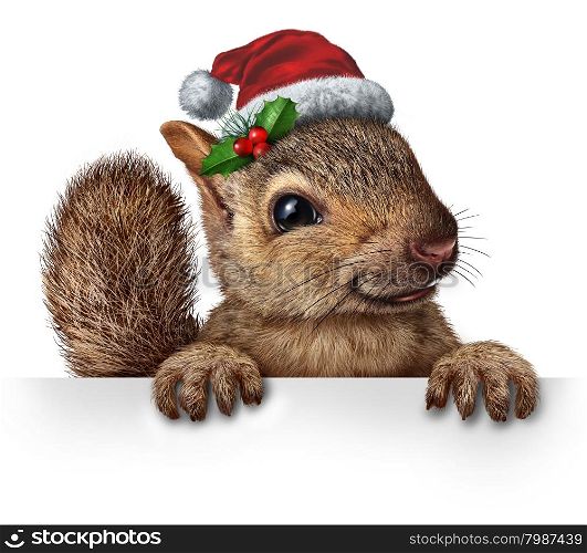Holiday squirrel wearing a santa clause hat with holly and red berries hanging over a blank banner sign with copy space as a friendly furry rodent character gripping a billboard advertising a Christmas new year or winter celebration message.