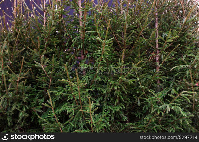 holidays and sale concept - close up of natural fir trees at christmas market. close up of natural fir trees at christmas market