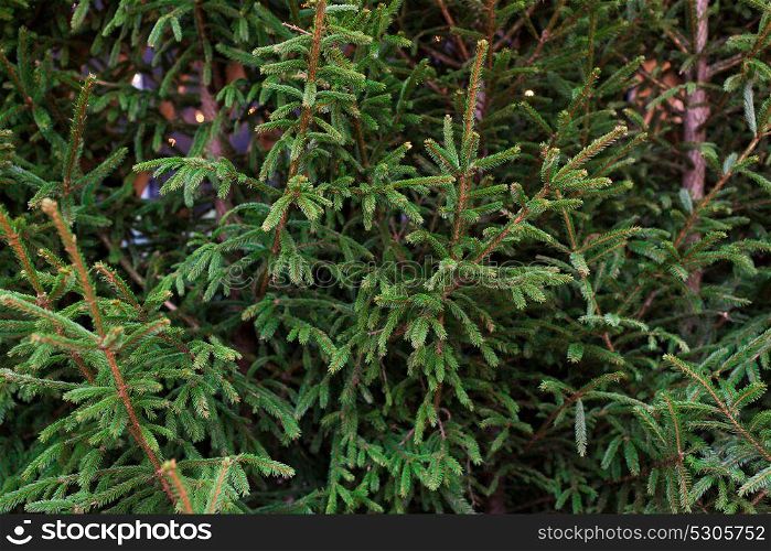 holidays and sale concept - close up of natural fir trees at christmas market. close up of natural fir trees at christmas market