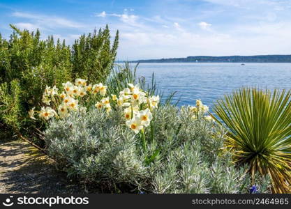 Holidays in spring on the beautiful Lake Constance with flowers on the lake shore