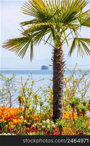Holidays on beautiful Lake Constance with palm trees and flowers on the lake shore