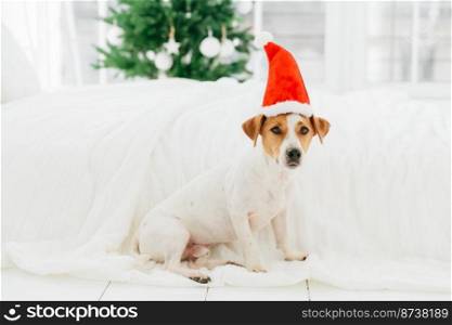 Holidays, winter time and animals concept. Dog sits on floor near bed on bedclothes, wears red Santa Claus hat, being in bedroom, Christmas tree behind