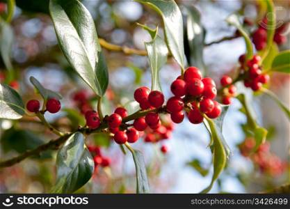 Holly berries in close up