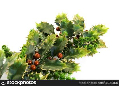 Holly berry plant with red berries on white background, Christmas decoration.