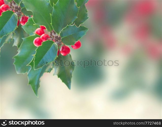 Holly branch with leaves and berries isolated on gray bokeh background. Holly branch on gray background