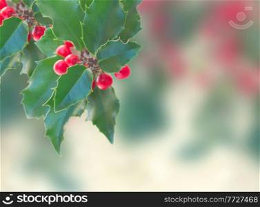Holly branch with leaves and berries isolated on gray bokeh background. Holly branch on gray background
