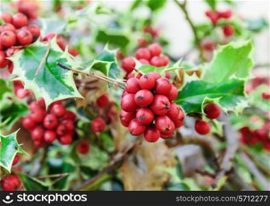Holly branches with fruits (Ilex aquifolium)