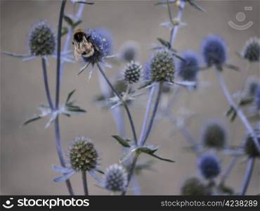 holly-bumblebee. Holly - Precious thistles, which are known in herbalism as an aphrodisiac and love spells root