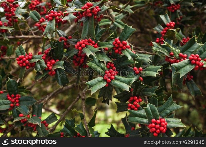 Holly bush with bright red berries close up