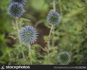 holly-garden. Holly - Precious thistles, which are known in herbalism as an aphrodisiac and love spells root