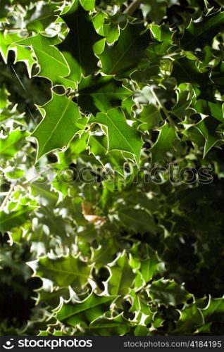 Holly Leaves