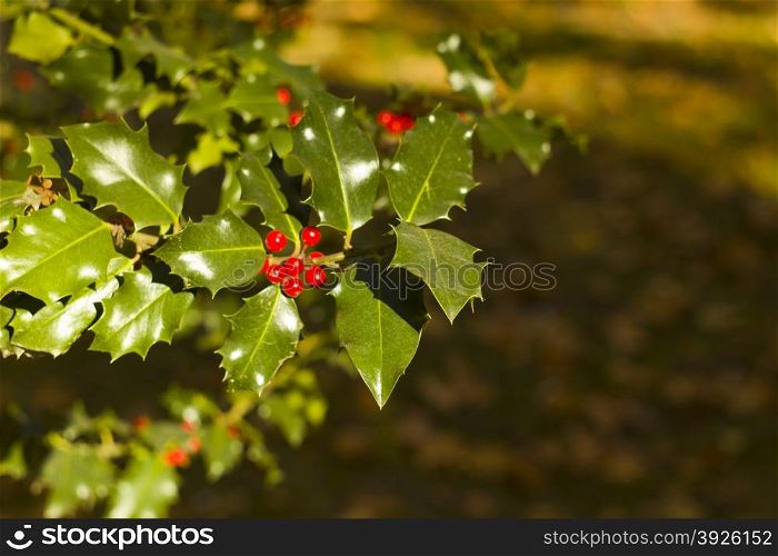 Holly Tree background for Chritsmas Cards