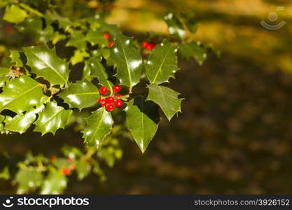 Holly Tree background for Chritsmas Cards