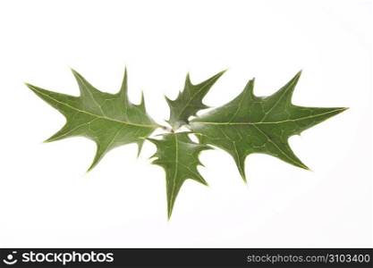 Holly tree leaf