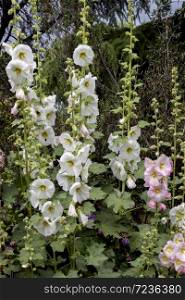 Hollyhock (Alcea) Flowering in East Grinstead