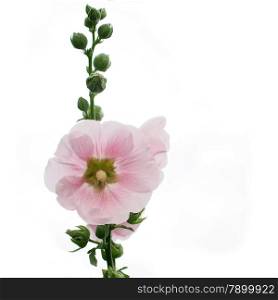 hollyhock flower isolated on white background