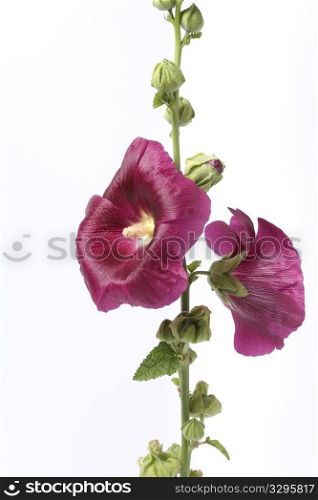 Hollyhock With Purple Flowers On White Background