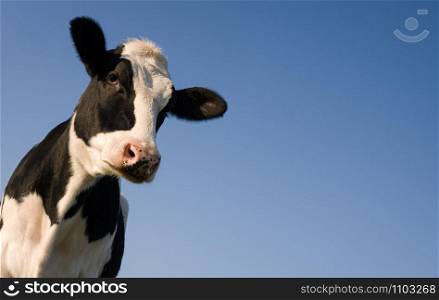 Holstein cow over blue sky with copy space for text. Holstein cow over blue sky