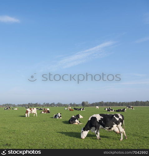 holstein cows in green meadow of dutch landsape in the netherlands