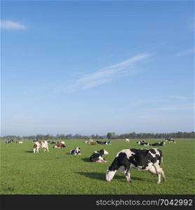 holstein cows in green meadow of dutch landsape in the netherlands