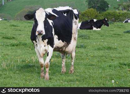 Holstein cows in the field of a farm in Brittany