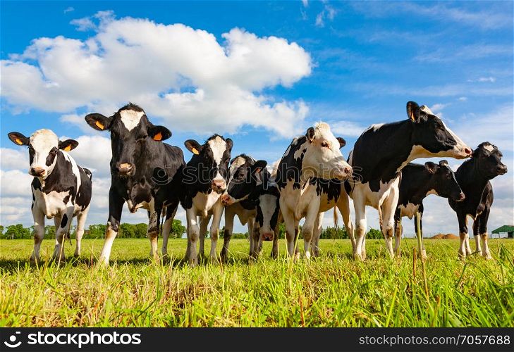 Holstein cows in the pasture looking