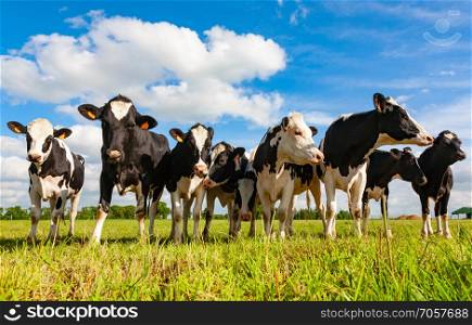 Holstein cows in the pasture looking
