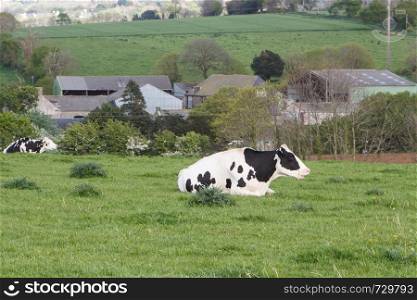 Holstein cows lying in the field of a farm in Brittany