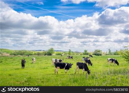 Holstein-Frieser cows on a green field in the summer