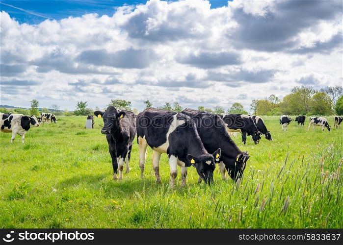 Holstein-Frieser cows on a green meadow in the summertime