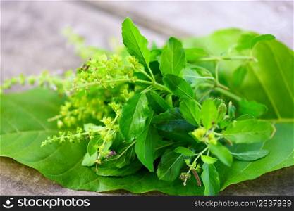 holy basil leaf herb and spices on green leaf and wooden background, sweet basil leaves