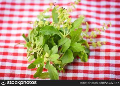 holy basil leaf herb and spices on tablecloth background, sweet basil leaves
