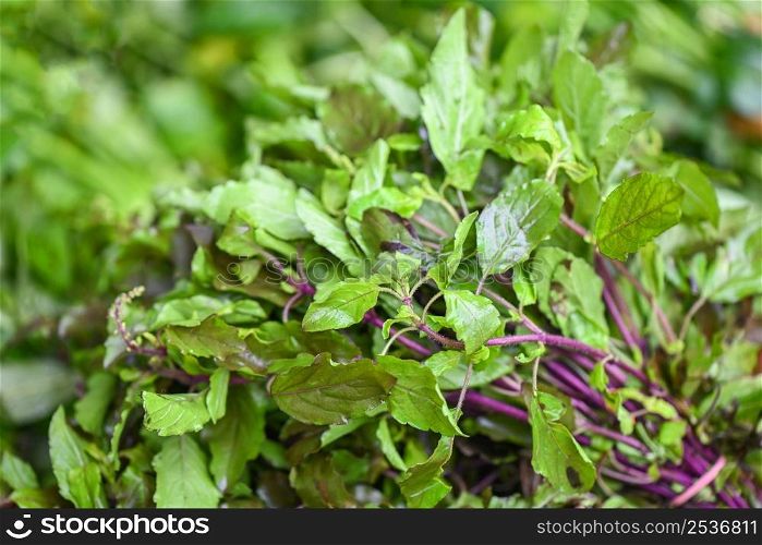 Holy basil leaf nature vegetable garden on vegetable market herb and food - Ocimum sanctum , green sweet basil in thailand
