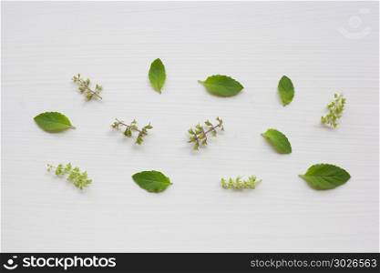 Holy basil leaves and flower on white .. Holy basil leave and flower on white background.